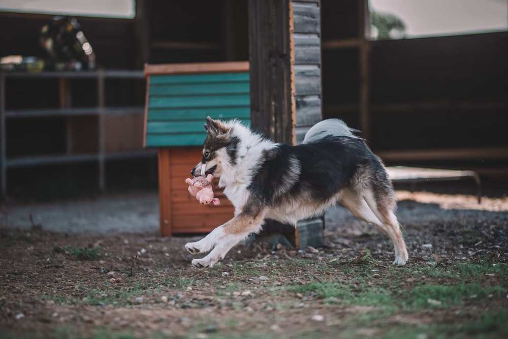 Pile Poils Plumes Centre Aéré avec un chien