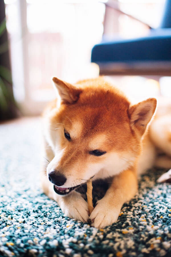 Pile Poils Plumes Shiba